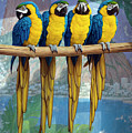 Rio