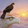 Sparrowhawk