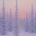 Winter Palace
