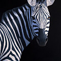 Zebra Head